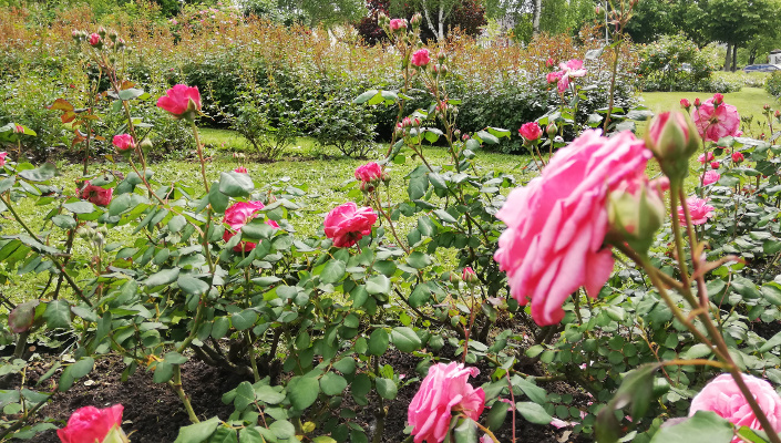 Blühende Rosen in der Rosenanlage