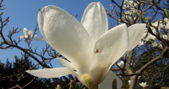 Magnolienblüte