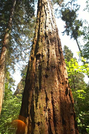 Mammutbaum im Exotenwald