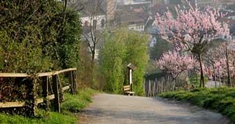 Wanderweg oberhalb Heppenheim