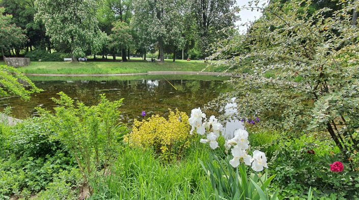 Im Vordergrund verschiedene Blüten mit Blick auf den Teich und den Schlosspark