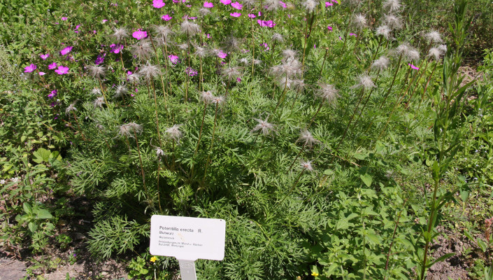 Hinweisschild auf die verschiedenen Kräuter im Heilkräutergarten