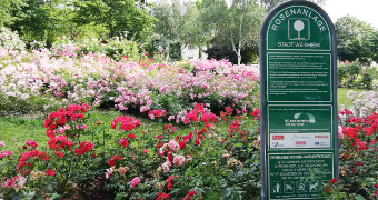 Rosenanlage in voller Blütenpracht