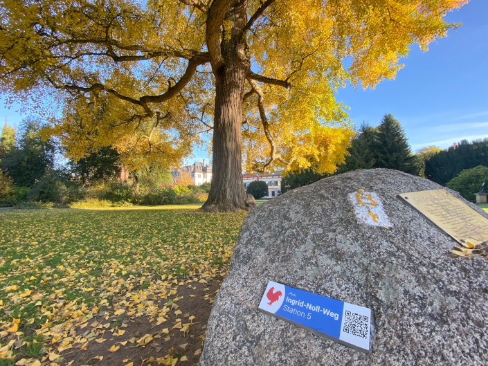 Schild an einem Stein vom Ingrid-Noll-Weg, im Hintergrund ein gelb gefärbter Ginkgo-Baum im Schlosspark