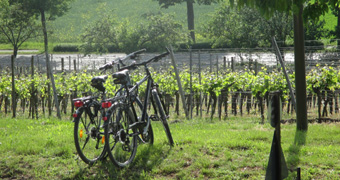 Fahrräder vor Weinreben
