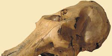 Mammutschädel gefunden beim Ausbaggern im Waidsee