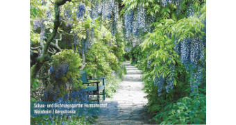 Postkarte Laubengang mit Blauregen im Hermannshof