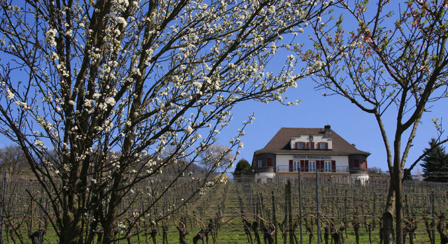 Rebmuttergarten im Frühling