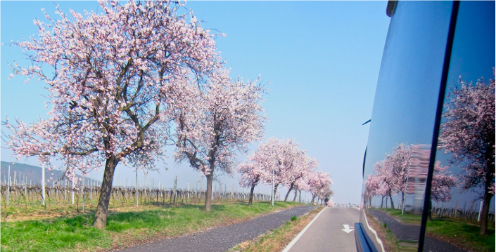 Mandelblüte an der Bergstraße