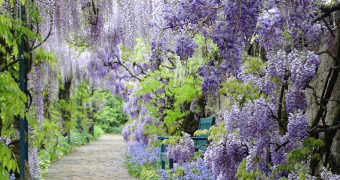 Glyzinien-Blüte am Wandelgang im Hermannshof