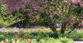Blüten- und Tulpenpracht im Hermannshof